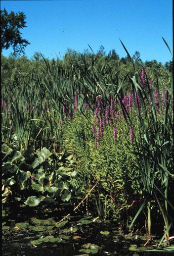 purple loosestrife photo stolen courtesy of MSU purple pages...thanks, guys!