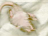 klik here for unreasonably large image of rat tummy