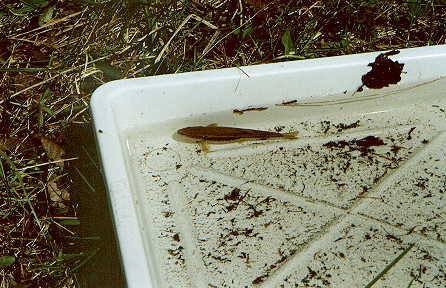 Creek chubs were plentiful and easy to catch with our nets.