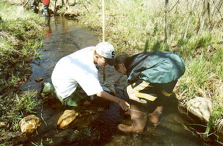 Collecting stream-inhabiting insects with nets.